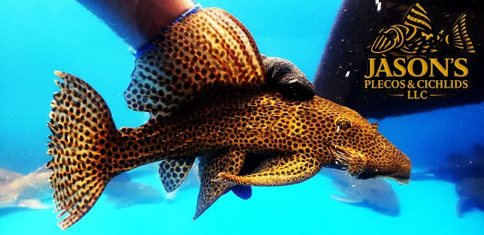 Jason's Plecos & Cichlids LLC Picture 3