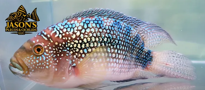 Jason's Plecos & Cichlids LLC Picture 6
