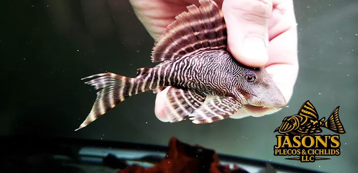 Jason's Plecos & Cichlids LLC Picture 9