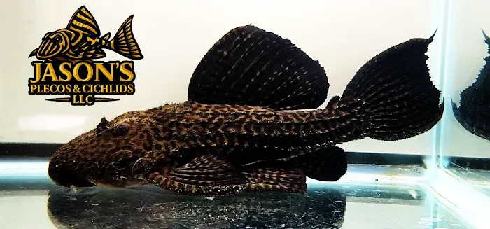 Jason's Plecos & Cichlids LLC Picture 10