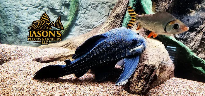 Jason's Plecos & Cichlids LLC Picture 5