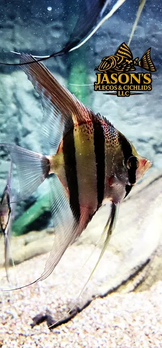 Jason's Plecos & Cichlids LLC Picture 2