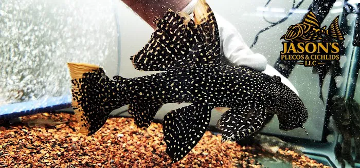 Jason's Plecos & Cichlids LLC Picture 1