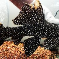 Jason's Plecos & Cichlids LLC ico