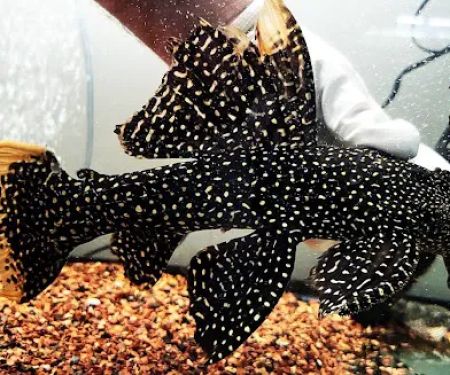 Jason's Plecos & Cichlids LLC