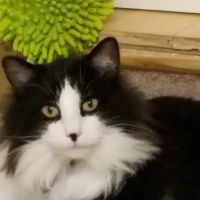 Union Pet Hospital ico