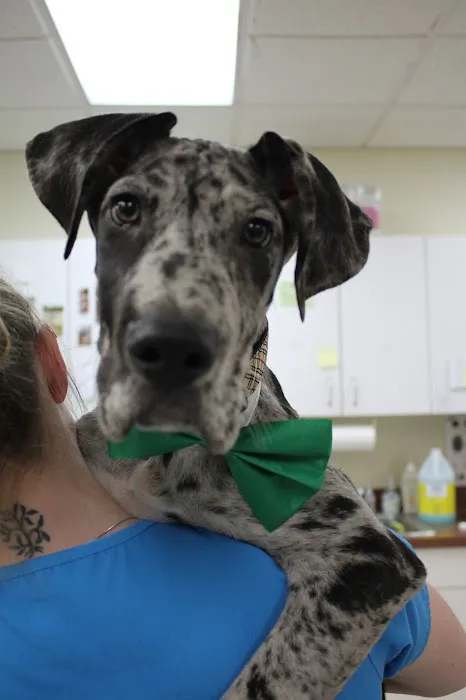 Union Pet Hospital Picture 3