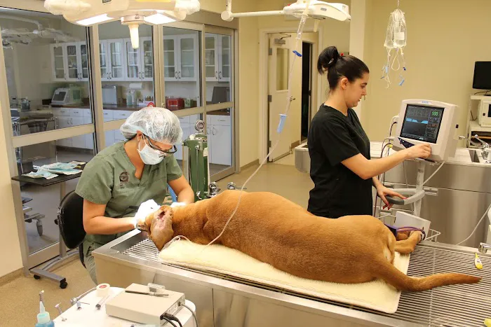 Union Pet Hospital Picture 4
