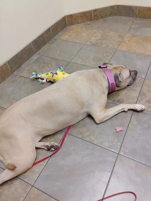 Union Pet Hospital Picture 5