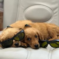 Commonwealth Veterinary Clinic ico