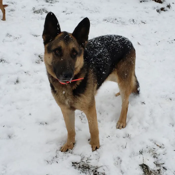 All 4 Paws Inc Picture 6