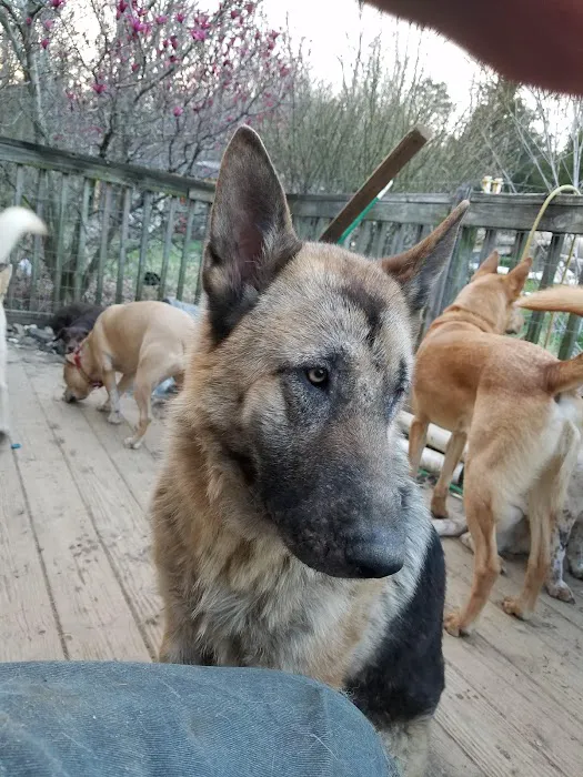 All 4 Paws Inc Picture 8