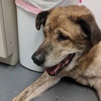 All 4 Paws Inc ico