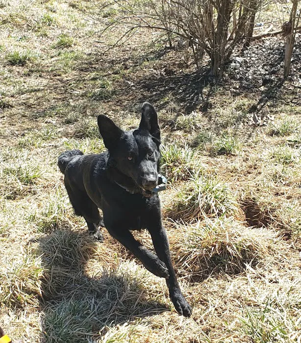 All 4 Paws Inc Picture 4