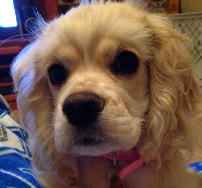 Best Pets Animal Clinic Picture 4