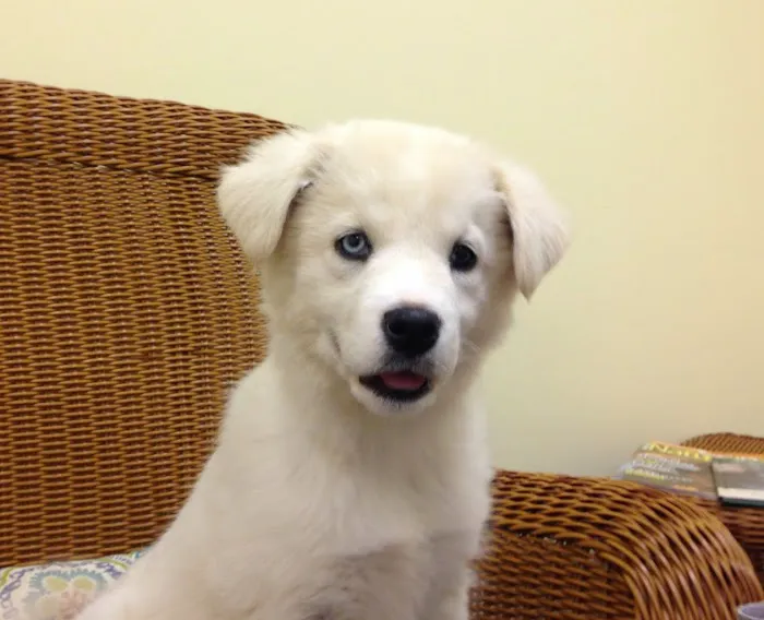 Best Pets Animal Clinic Picture 6
