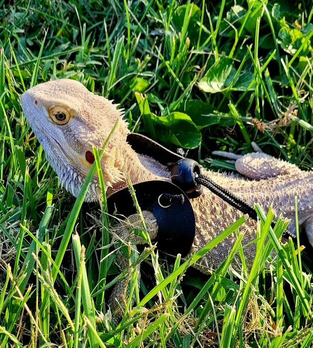 Best Pets Animal Clinic Picture 10
