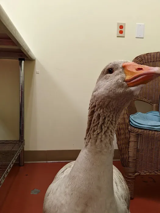 Best Pets Animal Clinic Picture 1
