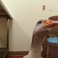 Best Pets Animal Clinic ico