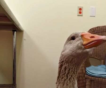 Best Pets Animal Clinic