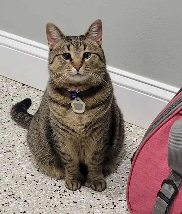 Best Pets Animal Clinic Picture 7
