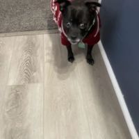 Ark Veterinary Clinic ico