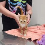 Harrison Veterinary Clinic