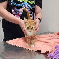 Harrison Veterinary Clinic ico