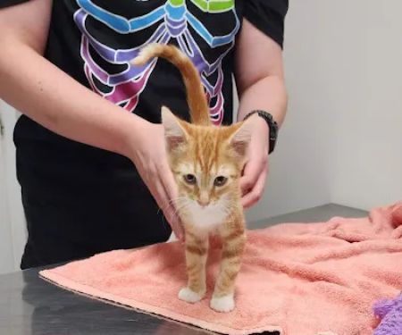 Harrison Veterinary Clinic