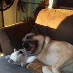 Noble View Veterinary Clinic