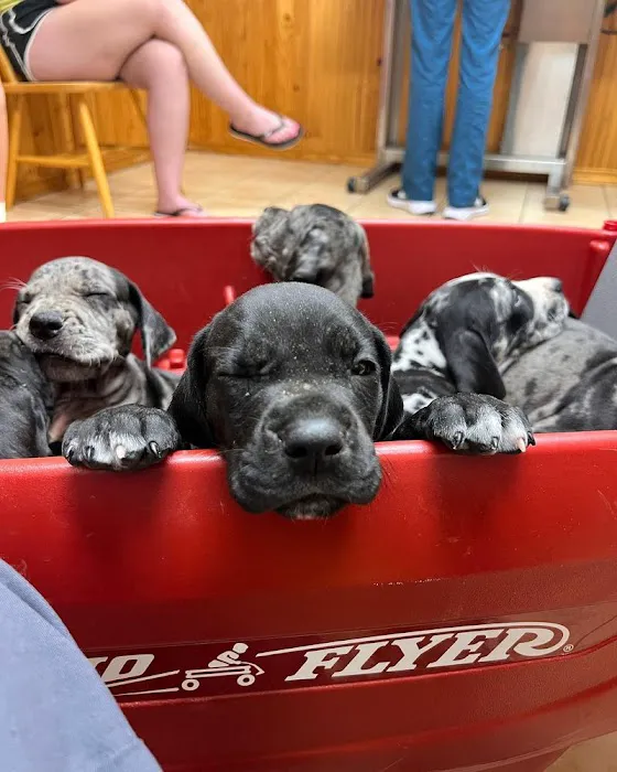 Middendorf Animal Hospital & Laser Centre Picture 8