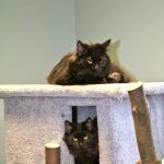 Middendorf Animal Hospital & Laser Centre