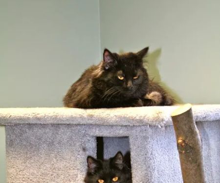 Middendorf Animal Hospital & Laser Centre