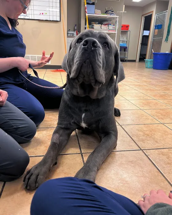 Middendorf Animal Hospital & Laser Centre Picture 2