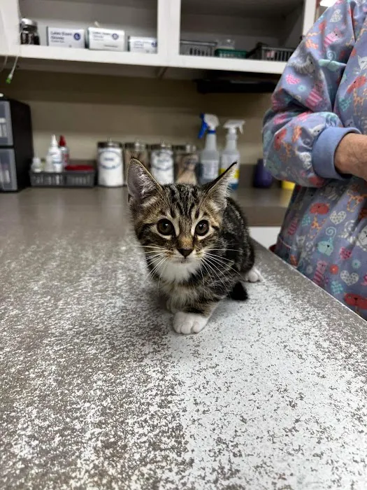 Middendorf Animal Hospital & Laser Centre Picture 3