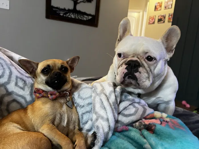 Frankfort Animal Clinic Picture 10