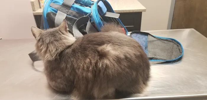 All Pets Veterinary Clinic Picture 10