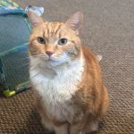 All Pets Veterinary Clinic