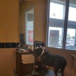 Petco