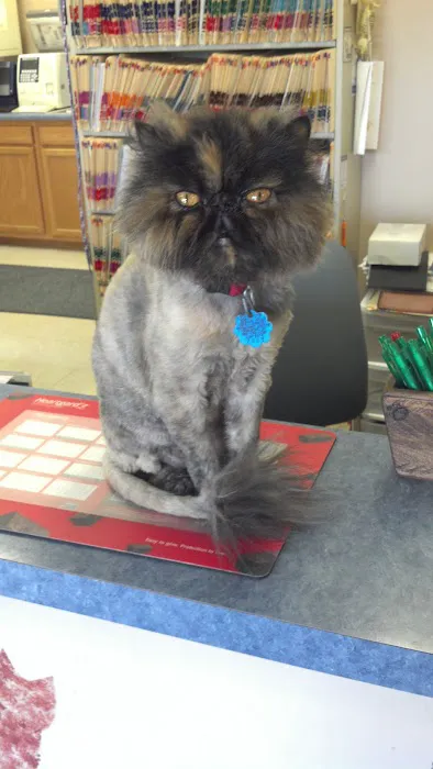 Town & Country Veterinary Center Picture 2