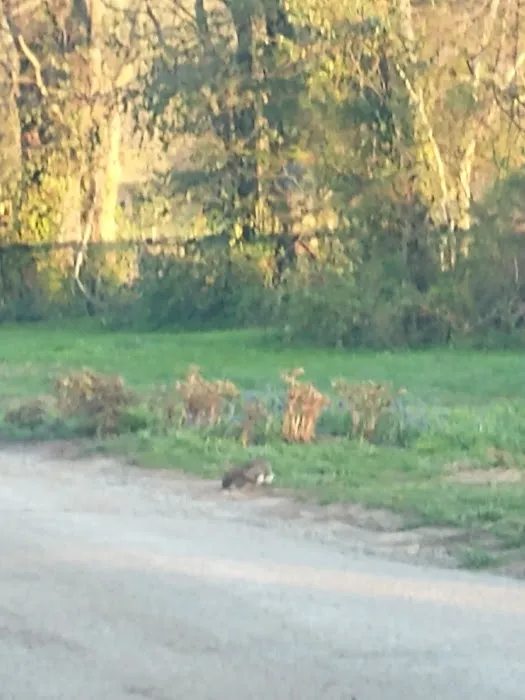 Midway Small Animal Clinic Picture 4