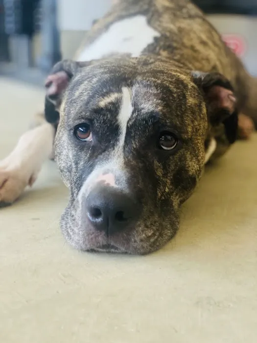 Midway Small Animal Clinic Picture 10