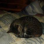 Critters Without Litters