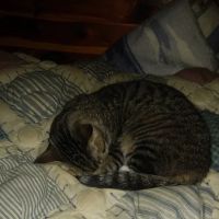 Critters Without Litters ico