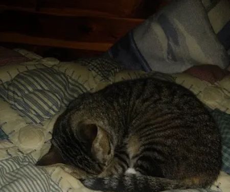 Critters Without Litters