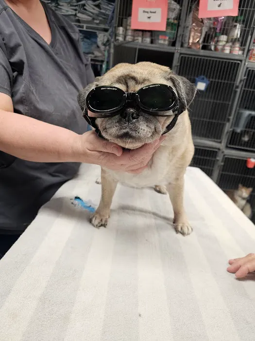 Buffalo Trace Veterinary Services Picture 3