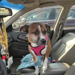 Buffalo Trace Veterinary Services