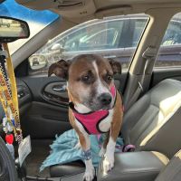 Buffalo Trace Veterinary Services ico