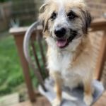 Hope Spay Neuter Clinic