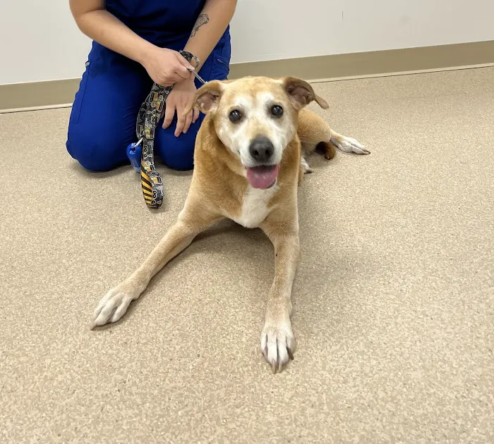 Mission Veterinary Medical Center Picture 5